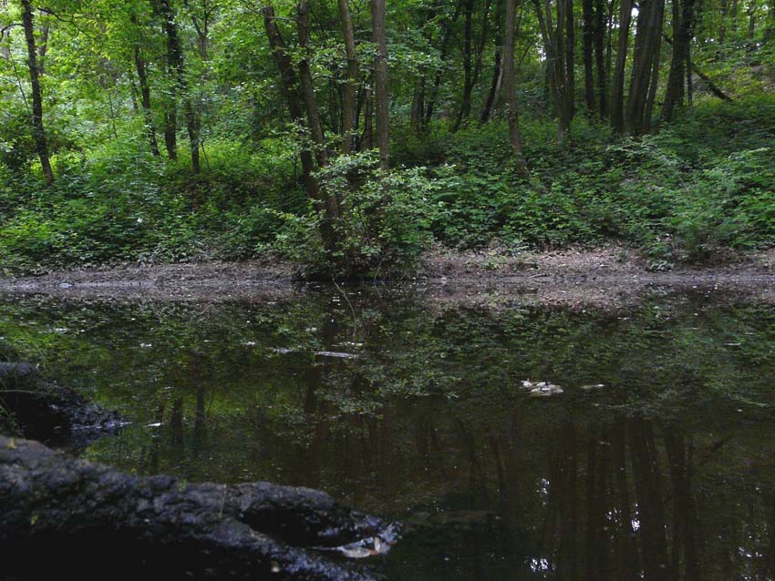 Triturus alpestris apuanus sulla Collina Torinese